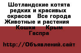 Шотландские котята редких и красивых  окрасов - Все города Животные и растения » Кошки   . Крым,Гаспра